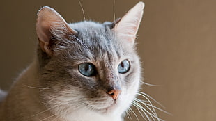 short-fur gray cat HD wallpaper